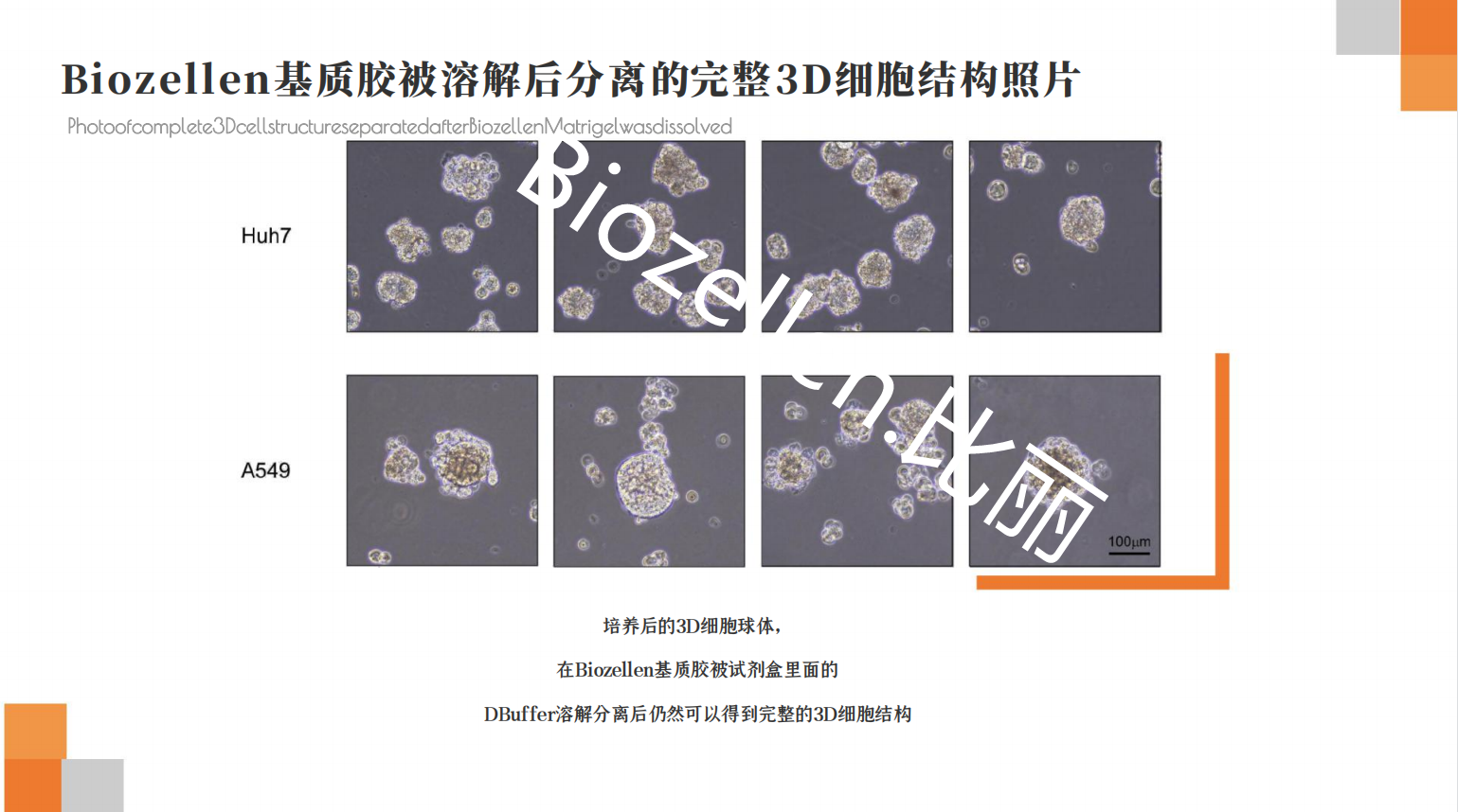 B-P-00003   Biozellen?3D類器官培養基質膠套裝 三.png