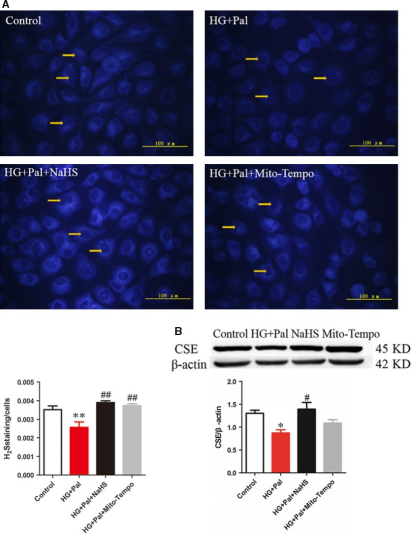 （NBS5820）   7-Azido-4-methylcoumarin (AzMC、C-7Az) 硫化氫熒光探針 圖1.png