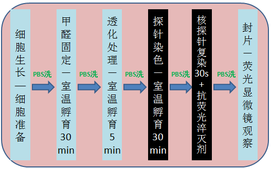 鬼筆環肽及偶聯物（Phalloidin and Phalloidin Conjugates）產品專題 圖2.png